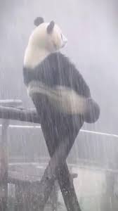 A panda bear is sitting upright on a wooden structure, facing away from the camera, as heavy rain falls around it. The…