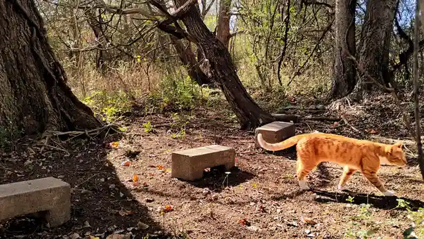 A Tangerine Adventure on the Hiking Trail