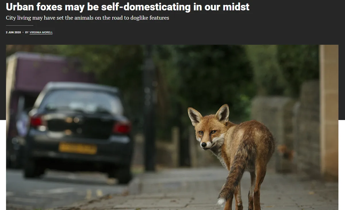 Are Urban Foxes Becoming Their Own Pets?