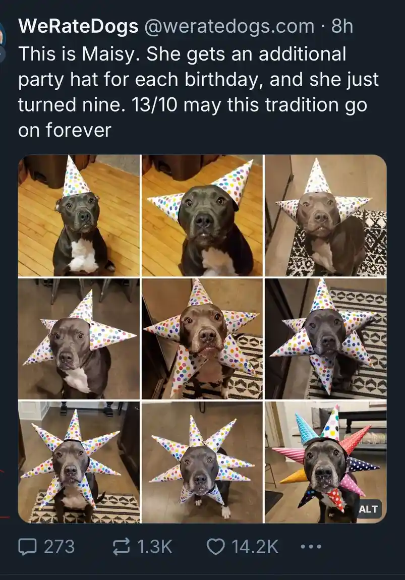 Maisie's Party Hats: The Updoot Celebration