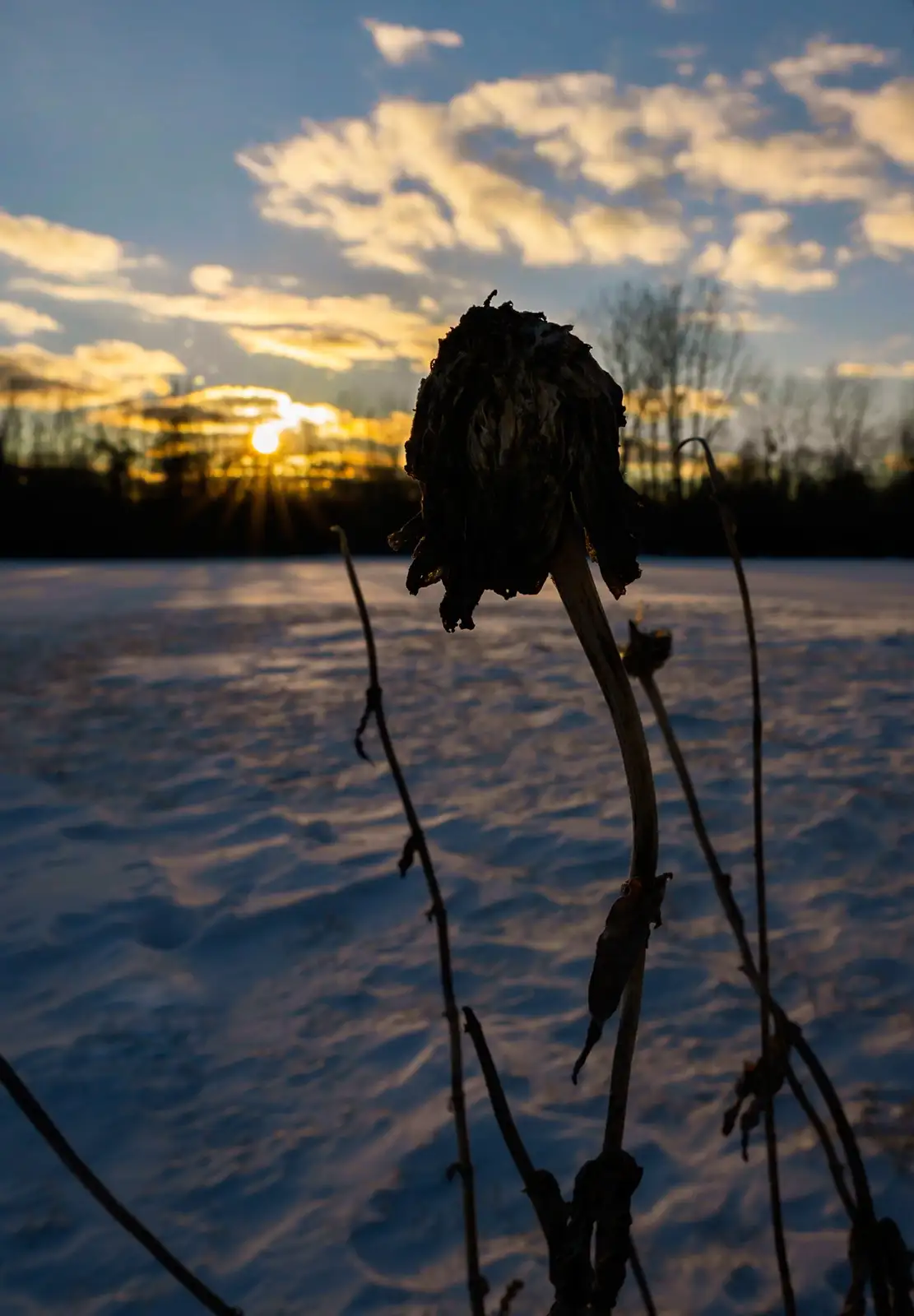 A dried, withered sunflower head stands alone in a snowy field at sunset, its silhouette stark against a sky with golden…