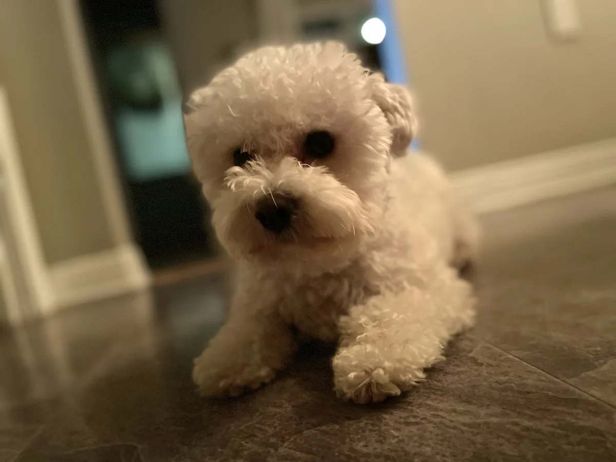 A small, fluffy white puppy with dark eyes and a black nose is lying on a dark tiled floor, looking directly at the camera…