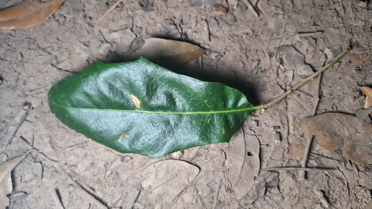 Identifying trees: the serrated leaf edition