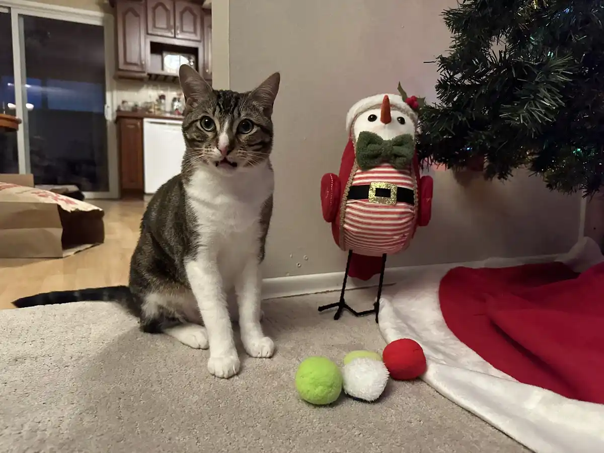 A tabby and white cat sits on a carpet looking surprised, next to a snowman figurine dressed in a red and white striped…