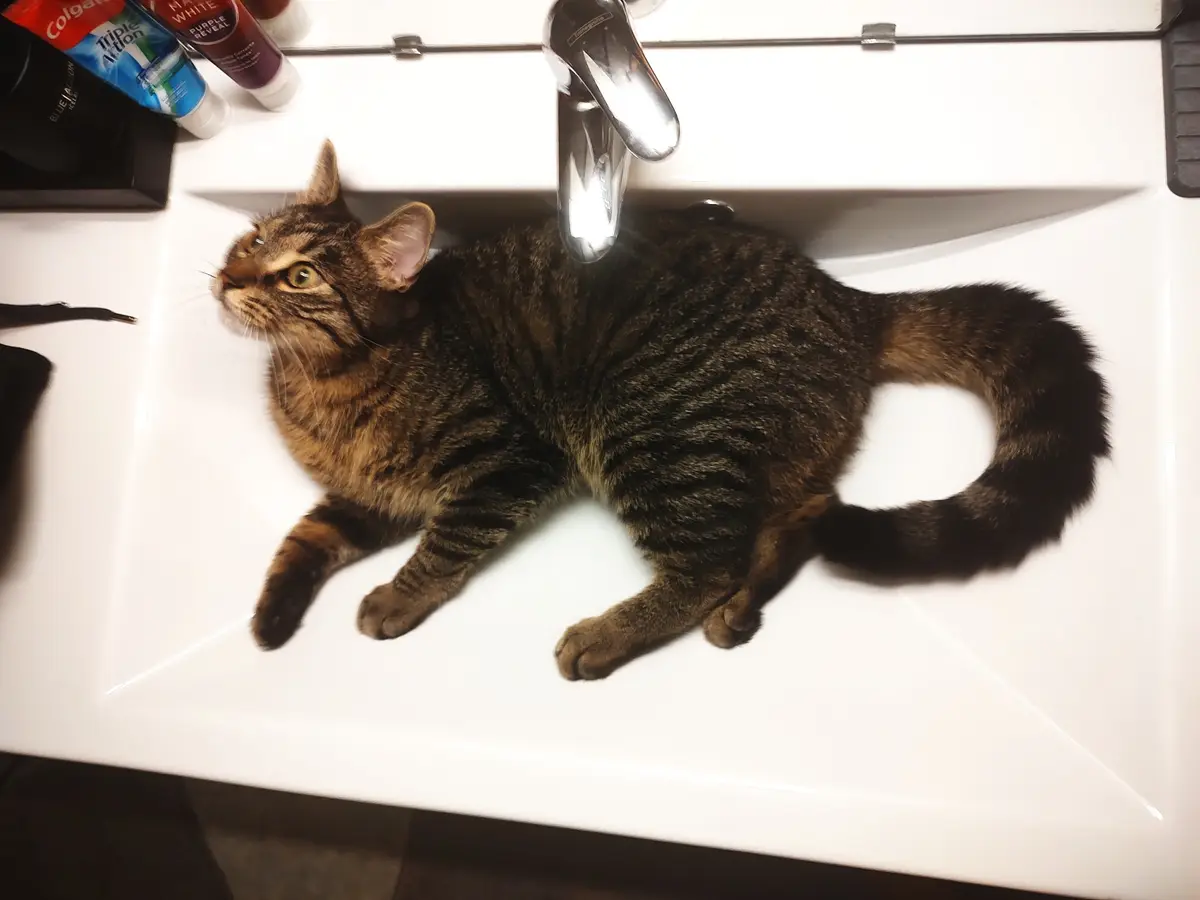 A tabby cat is lying stretched out inside a white bathroom sink, positioned under a chrome faucet. The cat looks up with…