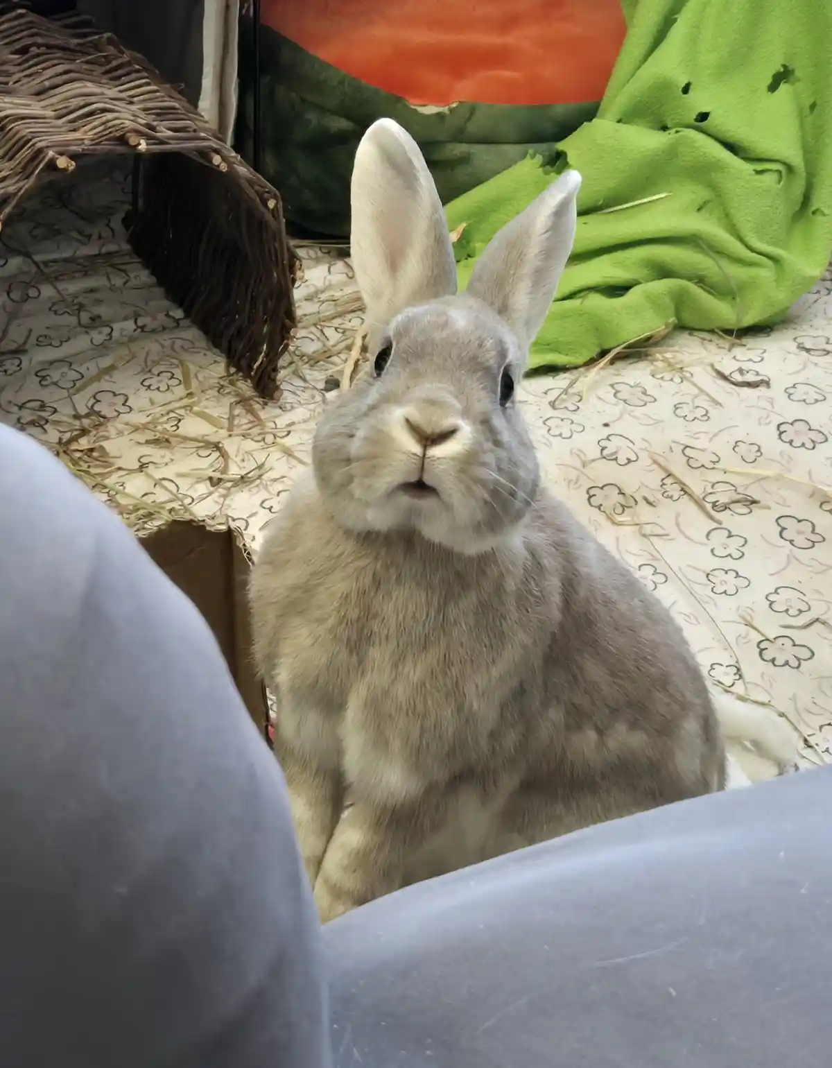 A gray rabbit sits upright in a pet enclosure with hay, a wicker hide, and a green blanket, looking directly at the camera…