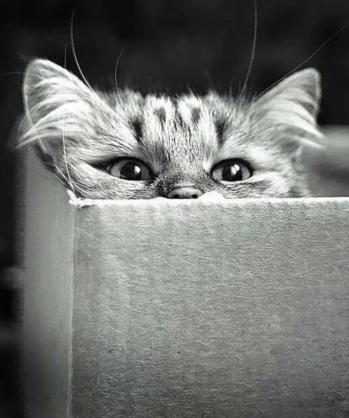 A black-and-white photo of a small tabby kitten peeking over the top edge of a cardboard box, its wide, dark eyes staring…