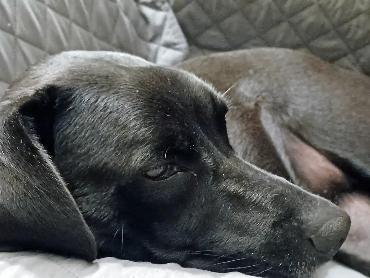 A close-up photo of a dark-furred dog sleeping peacefully on a couch, its eyes half-closed and head resting on a white…