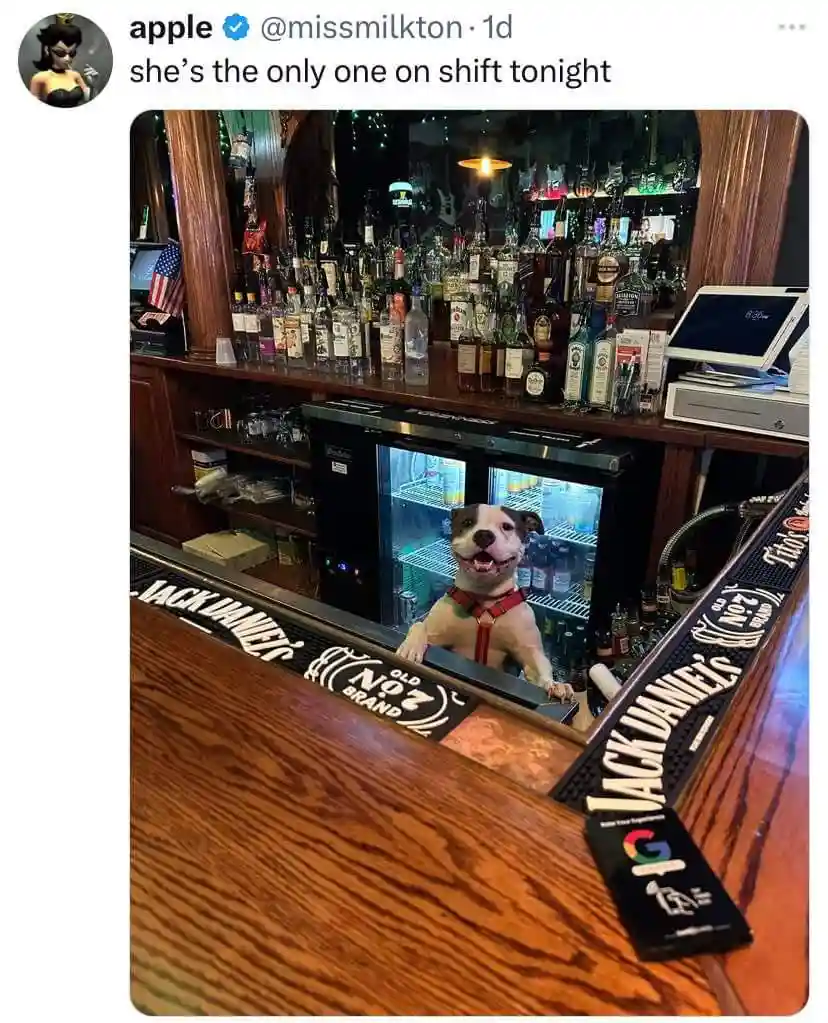 Rough Night, Buddy? How Can I Help You?