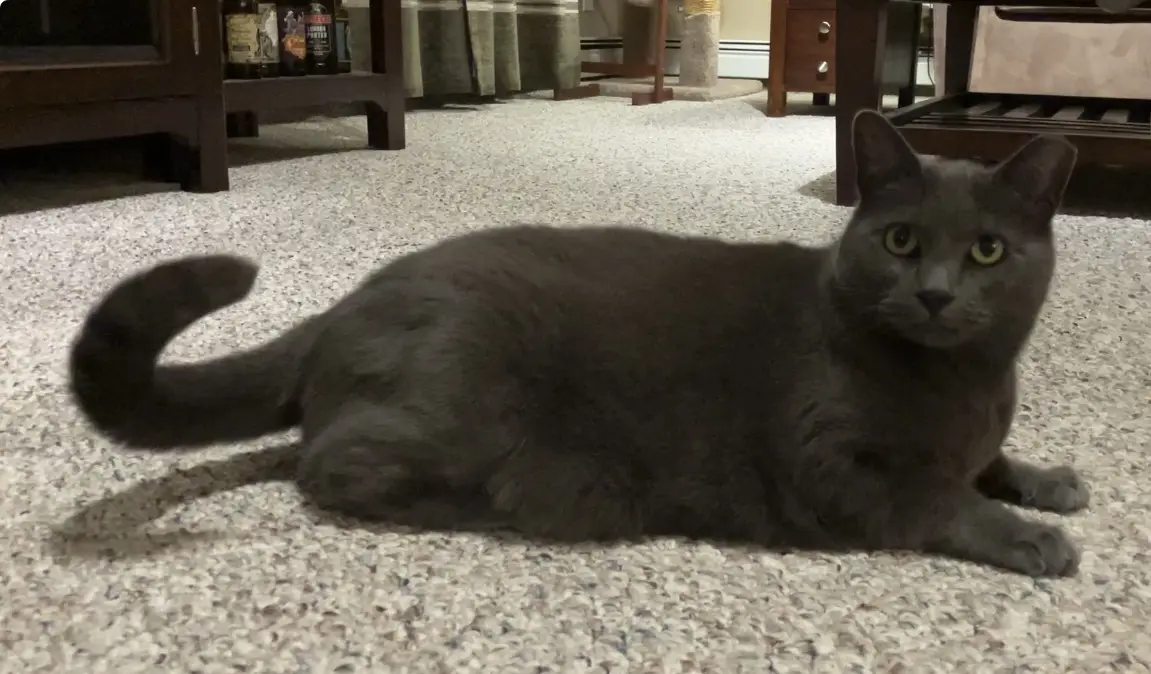 A gray cat with yellow eyes is lying on a speckled carpet, looking directly at the camera with a calm, unbothered…
