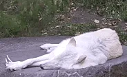 Prepare for a wolf jumpscare that will catch you off guard!
