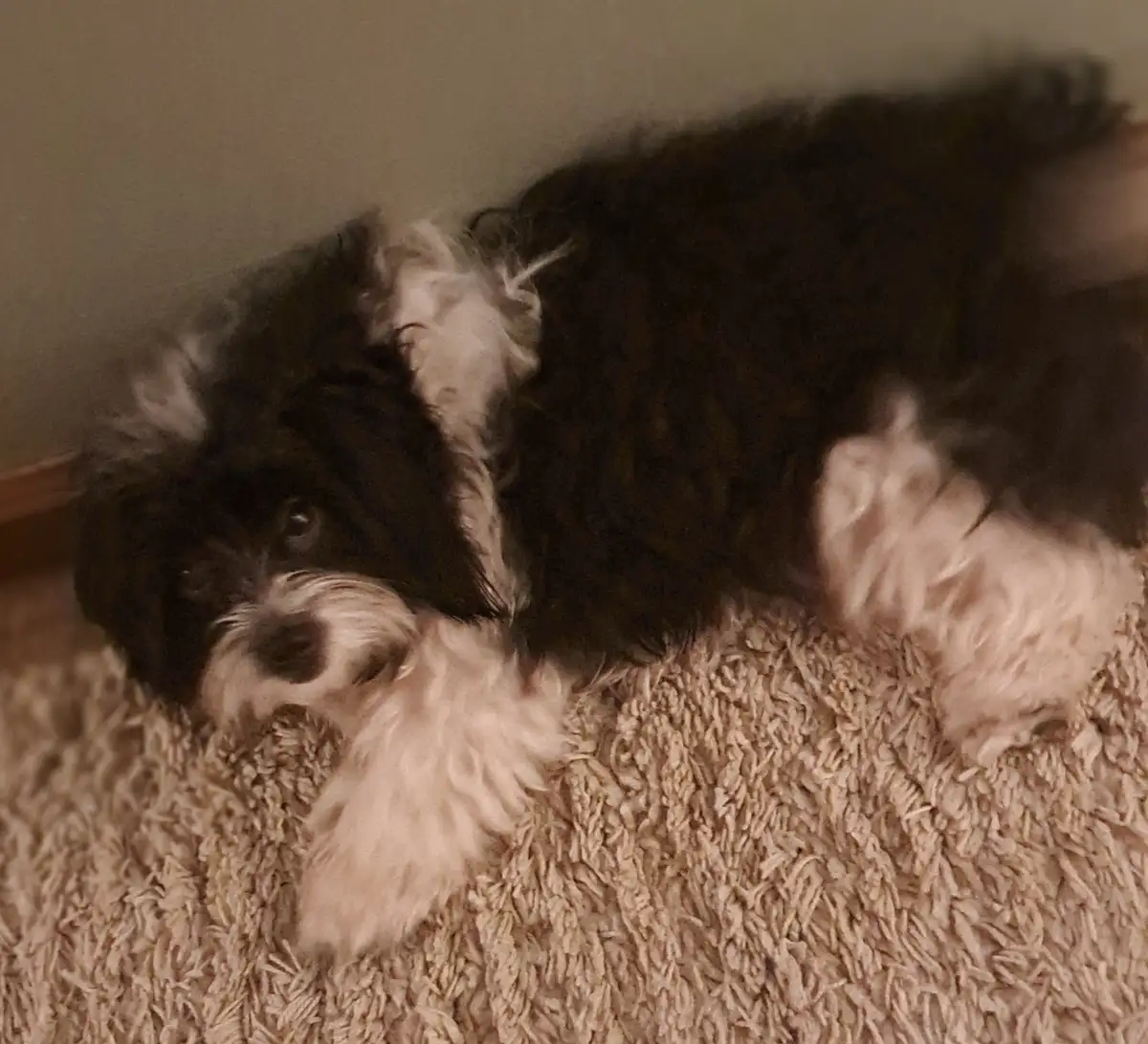 A small black and white fluffy dog is lying on its side on a beige carpet, appearing very relaxed or sleepy. The dog's eyes…