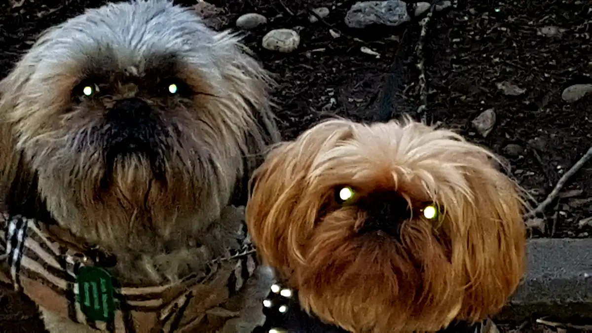 Two small, fluffy dogs with long fur and glowing green eyes stare directly at the camera, their faces illuminated against a…