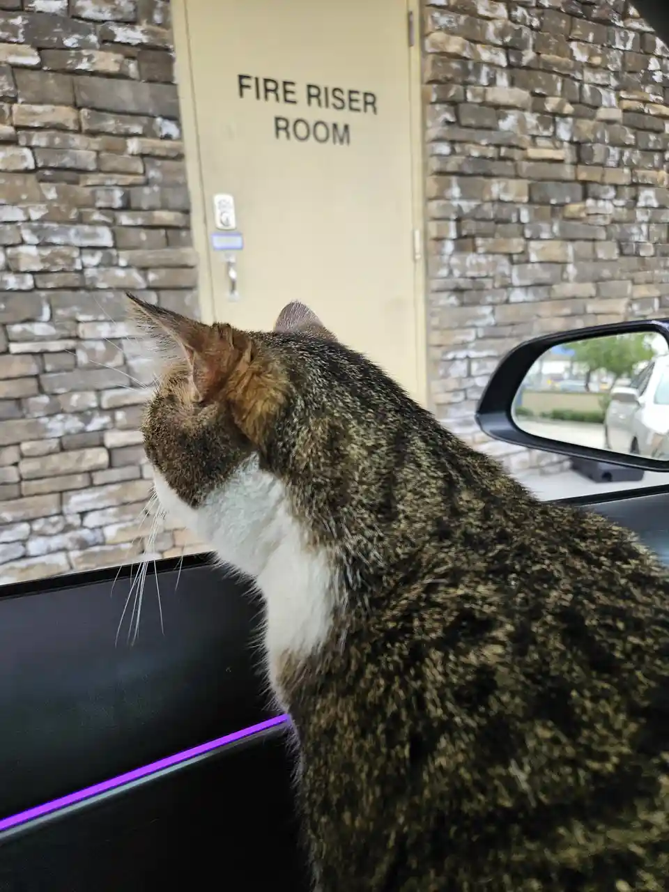 A tabby cat with a white chest sits inside a car, looking out the window at a beige door labeled 'FIRE RISER ROOM' on a…