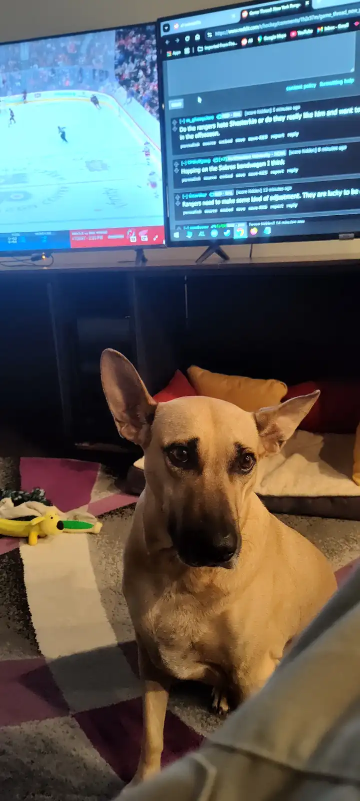A tan dog with large ears sits on a patterned rug, looking directly at the camera with a serious expression. Behind it, a TV…