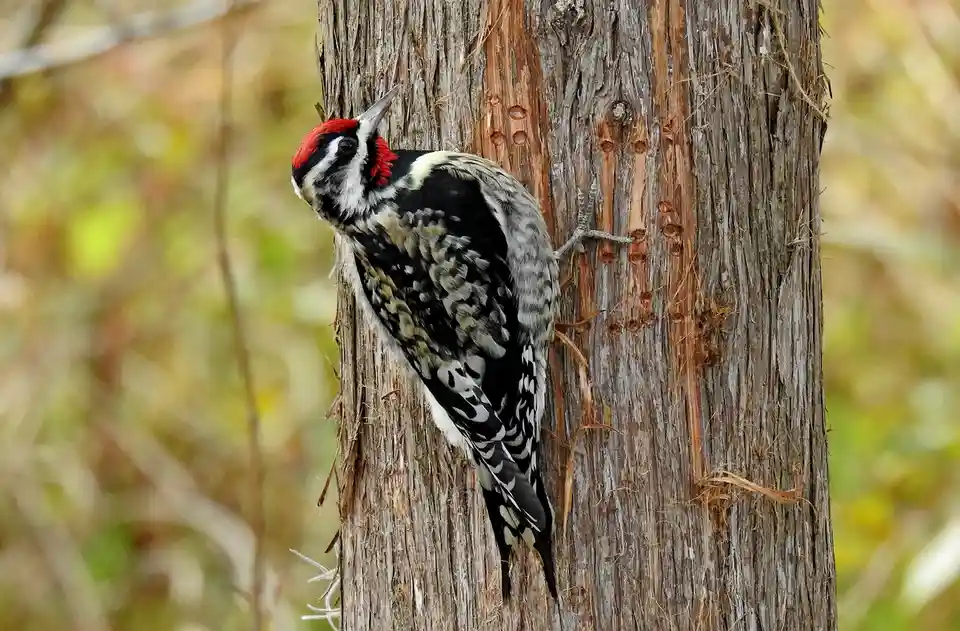 Meet the Yellow-bellied Sapsucker in Charleston, SC!