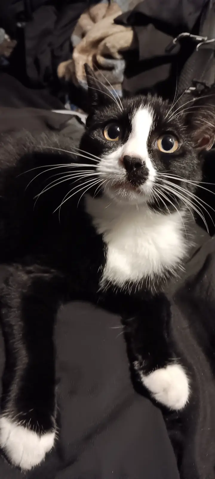 Just a Cute Mew!