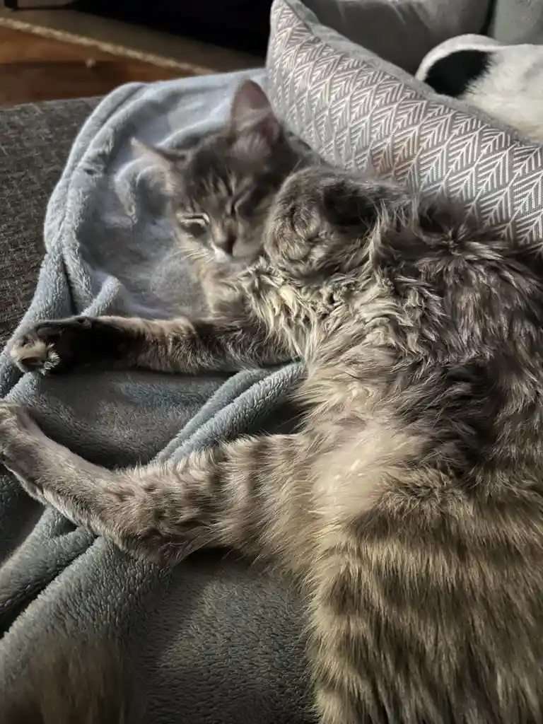 A fluffy gray tabby cat is curled up and sleeping soundly on a gray blanket draped over a couch, with one paw extended and…