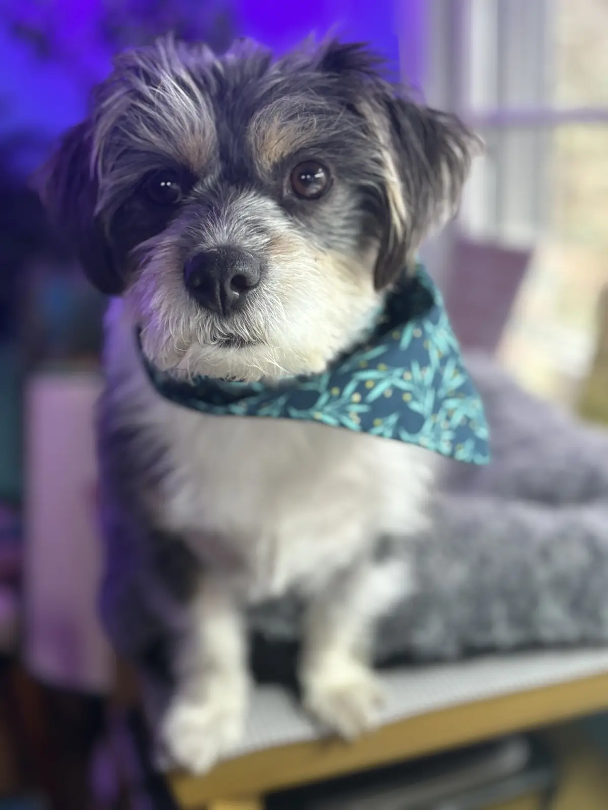 A small, fluffy dog with black, white, and tan fur sits upright on a chair, wearing a teal bandana with a leaf pattern. The…