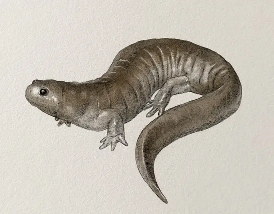 A detailed pencil drawing of a brown salamander with visible skin texture and limbs, set against a plain off-white…