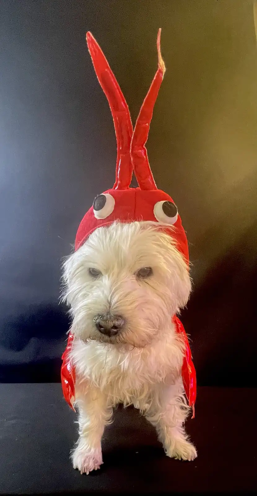 Lobster Lily: Honoring LB's daily impact on our timeline
