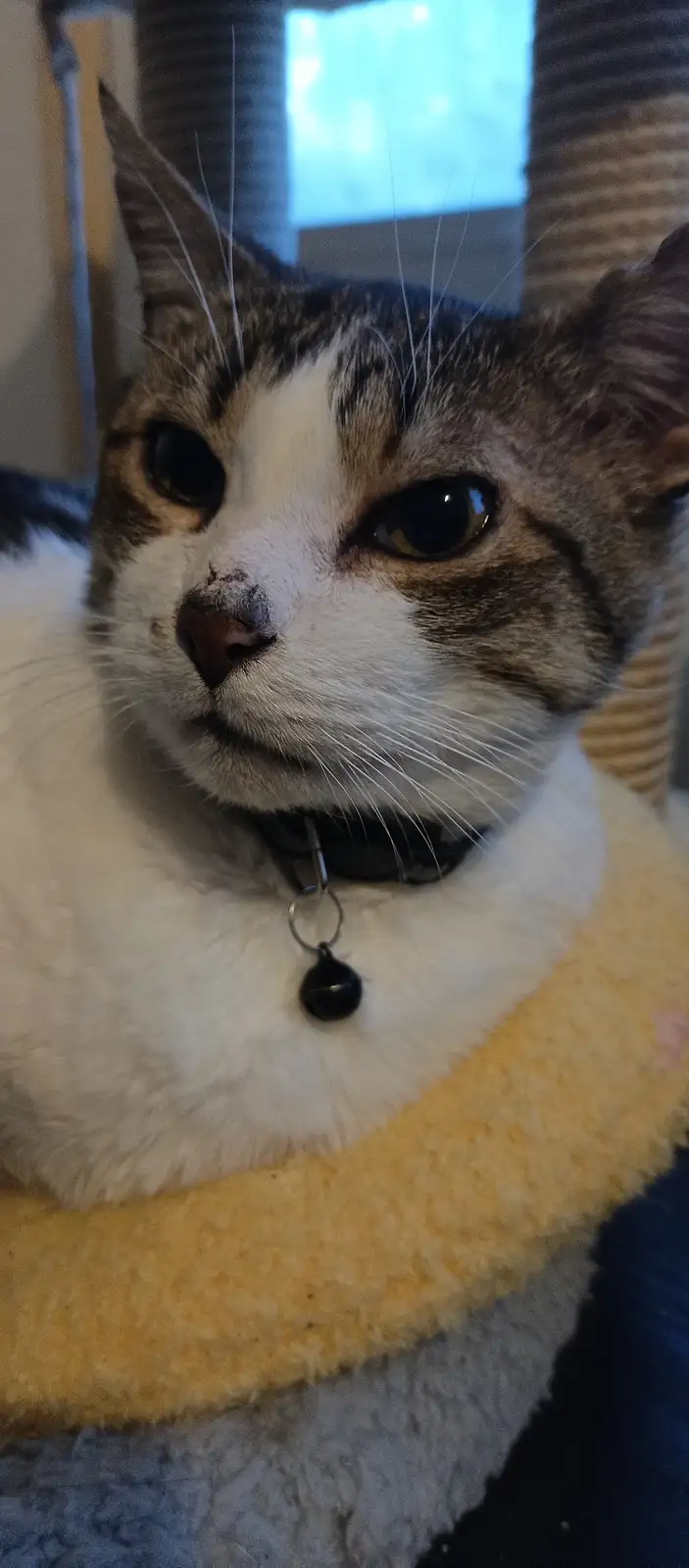 A close-up photo of a tabby and white cat with a black collar and bell, looking directly at the camera with a stern…