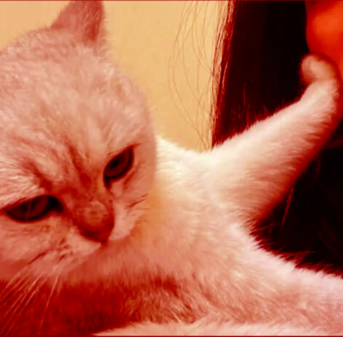 The Mischievous Bad Cat: Trouble in Paradise