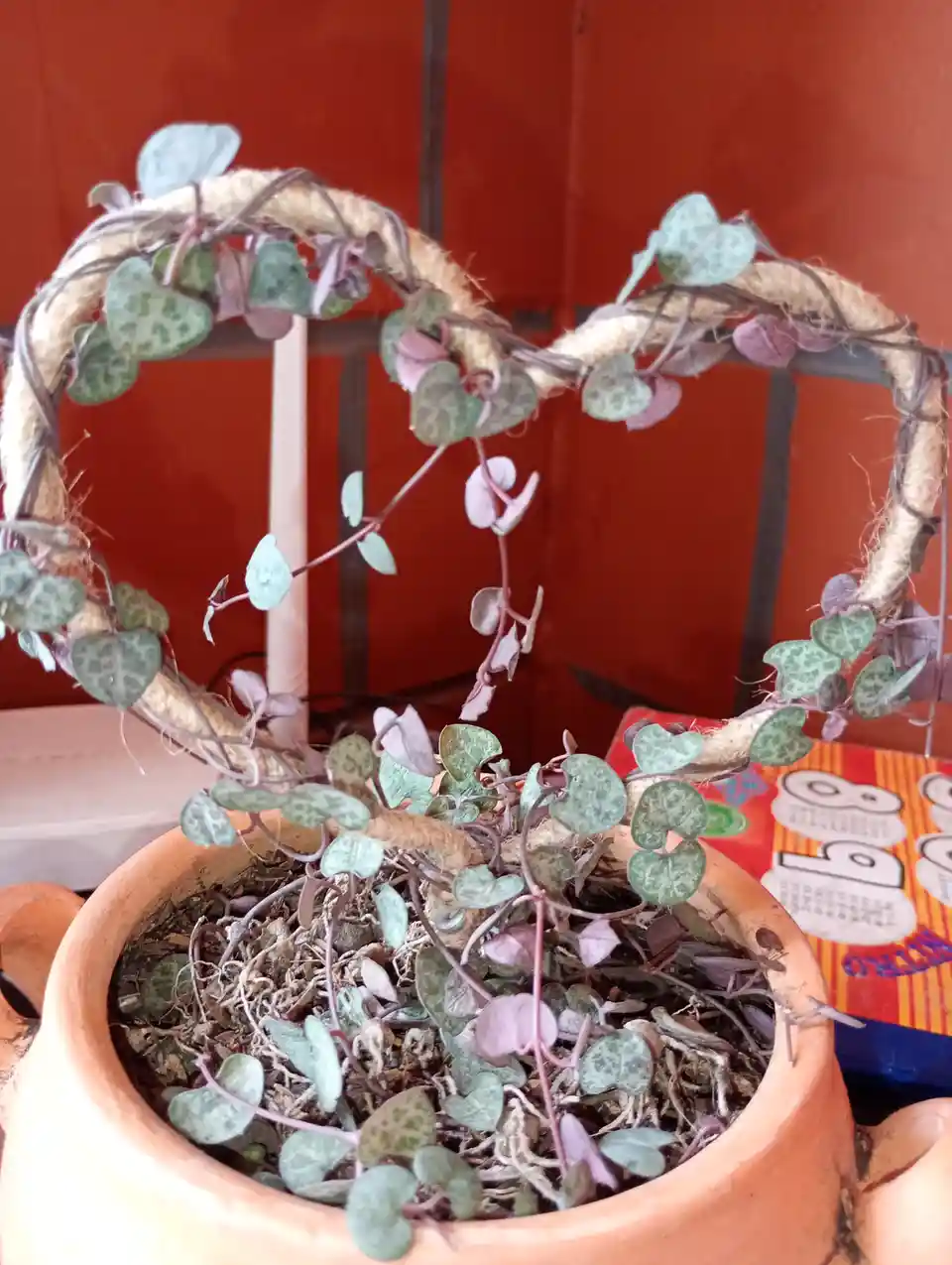 A potted plant with heart-shaped leaves has grown to form a heart shape around a rope support structure. The plant is in a…