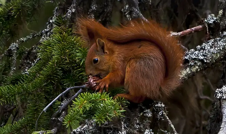 The Great Pinecone Heist!