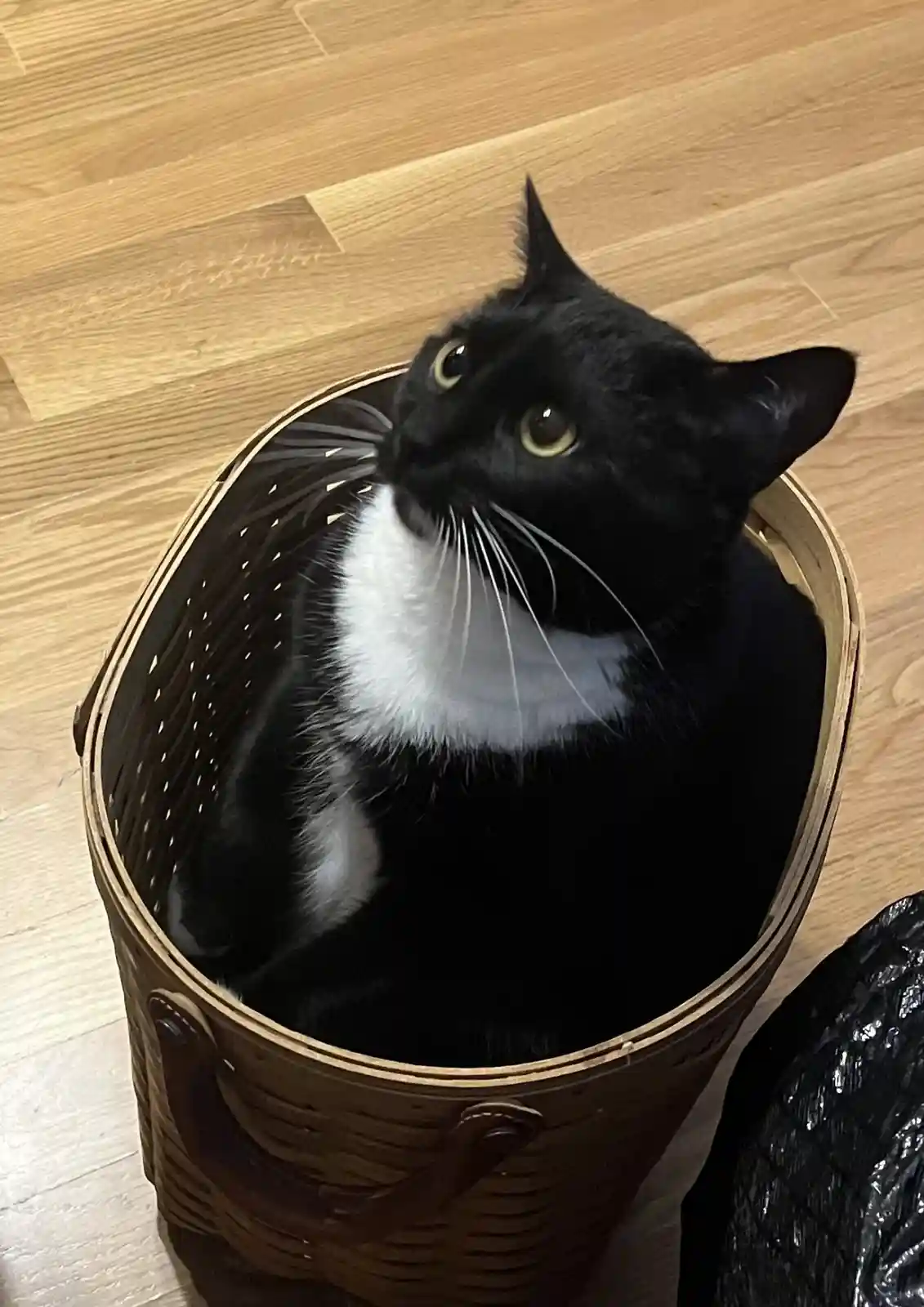 A black and white cat with a white chest and chin sits inside a woven basket on a wooden floor, looking upward with wide…