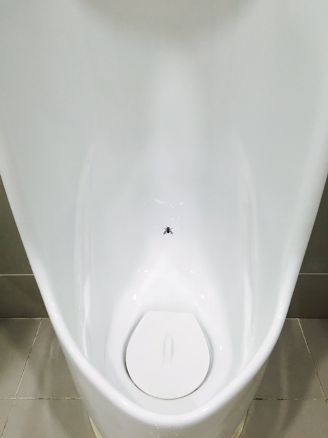 a close-up photo shows a small black fly resting at the bottom center of a clean, white ceramic urinal, which has a white…