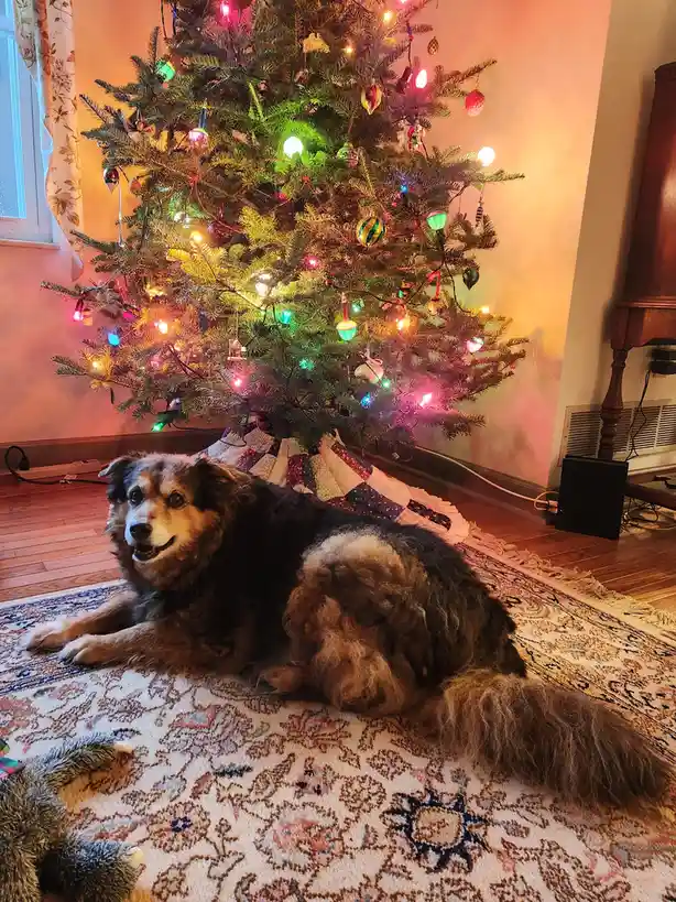 A fluffy brown and black dog lies relaxed on a patterned rug beneath a brightly lit, decorated Christmas tree with colorful…