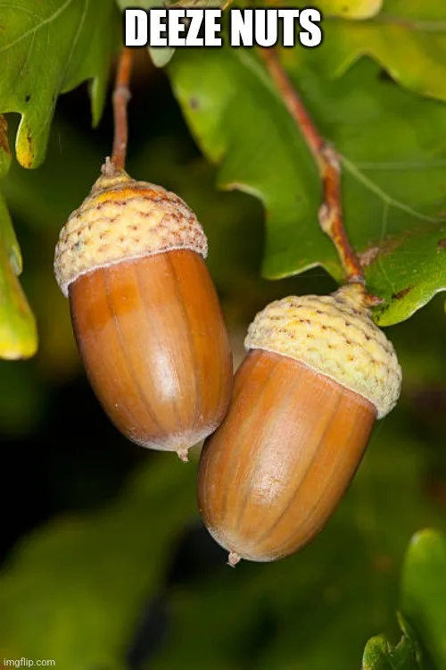 Two acorns hang from a branch surrounded by green leaves. The image has the text 'DEEZ NUTS' in bold white letters at the…