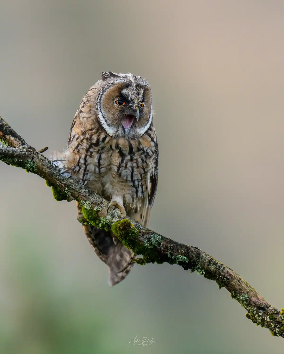 A close-up photograph shows a long-eared owl perched on a moss-covered tree branch, its beak open as if screaming or…