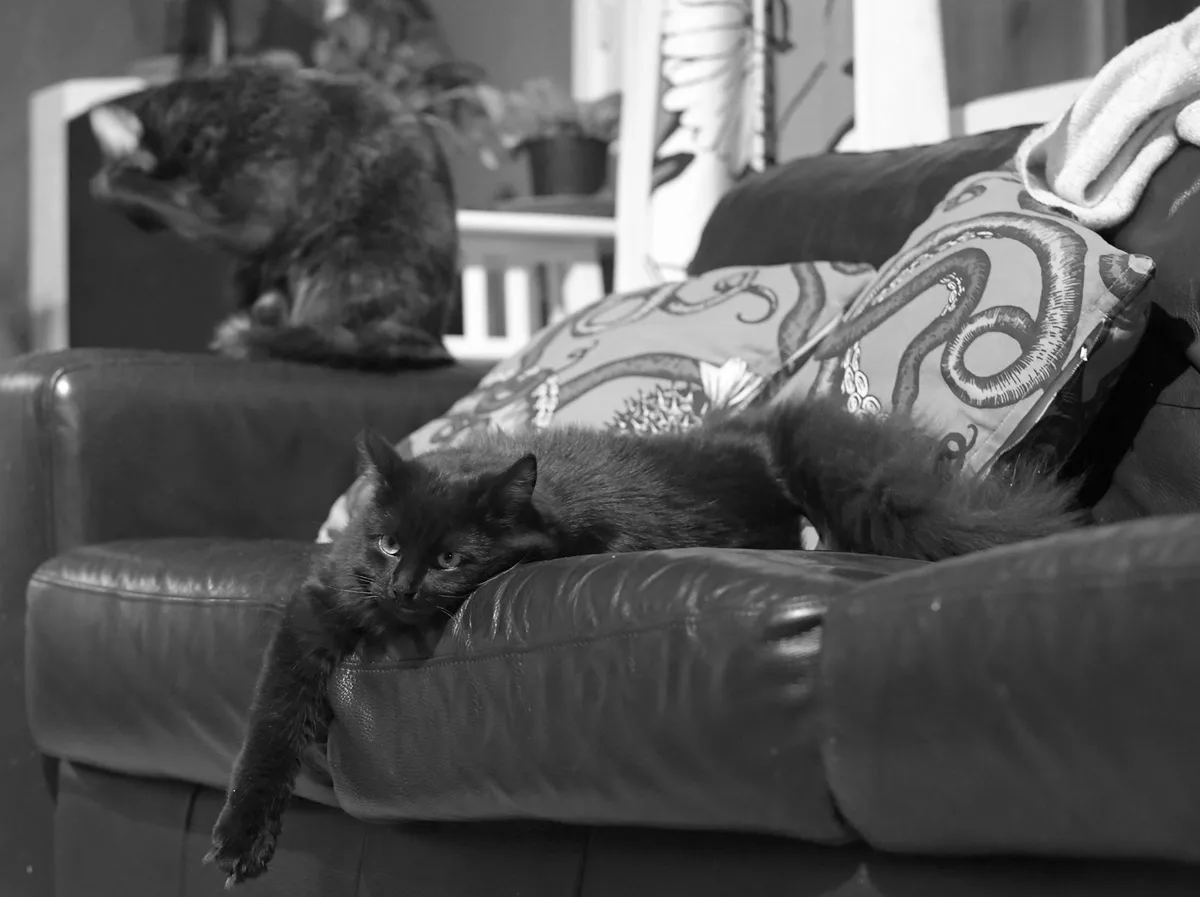 A black-and-white photo shows a fluffy black cat lounging on a leather couch, looking directly at the camera with a relaxed…