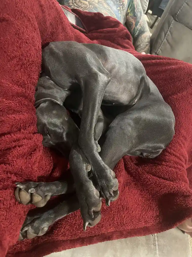A grey dog is curled up and sleeping on a red blanket, its legs tangled in a messy, compact position. The dog's head is…