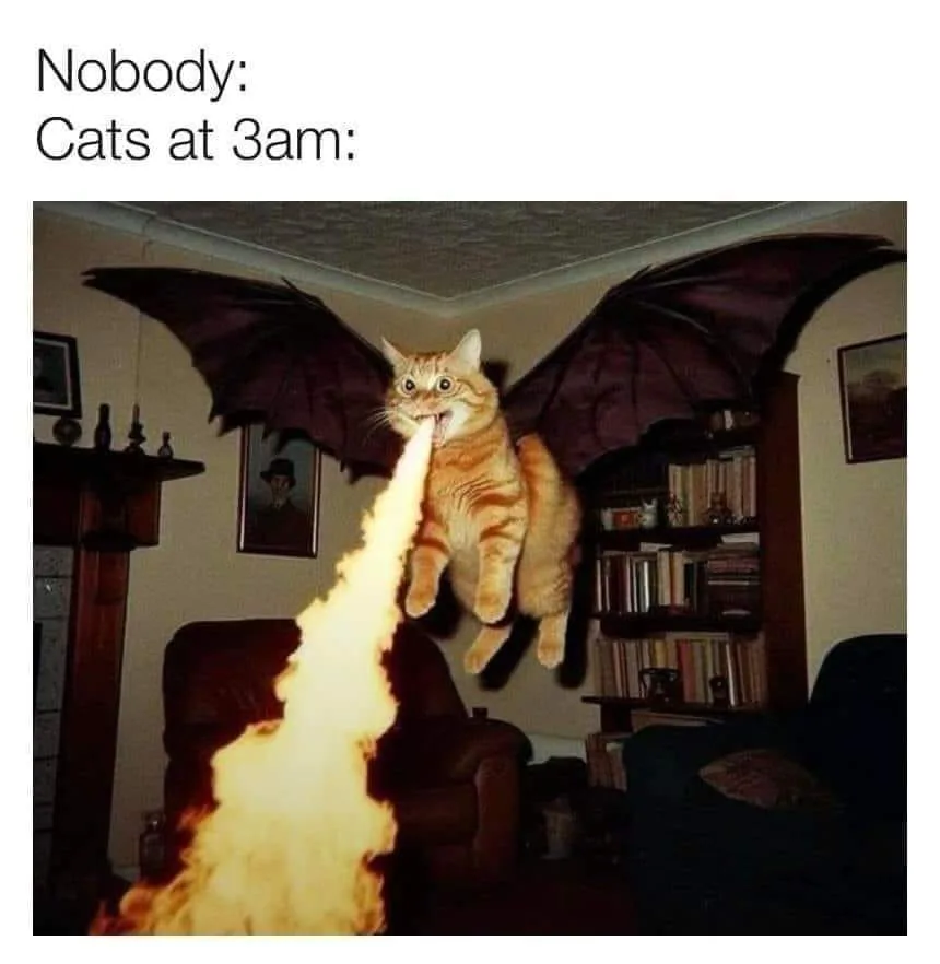 Classic Orange Cat Antics Unleashed