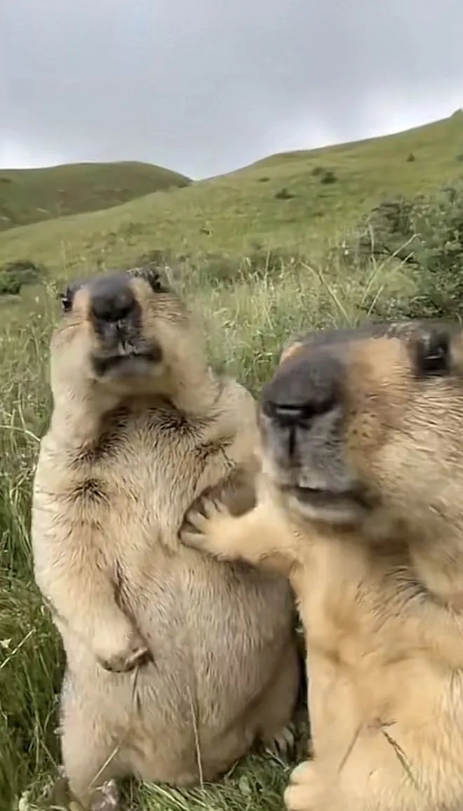 Two marmots stand upright in a grassy field, one with its paw on the other's chest. The marmot on the left looks upward with…