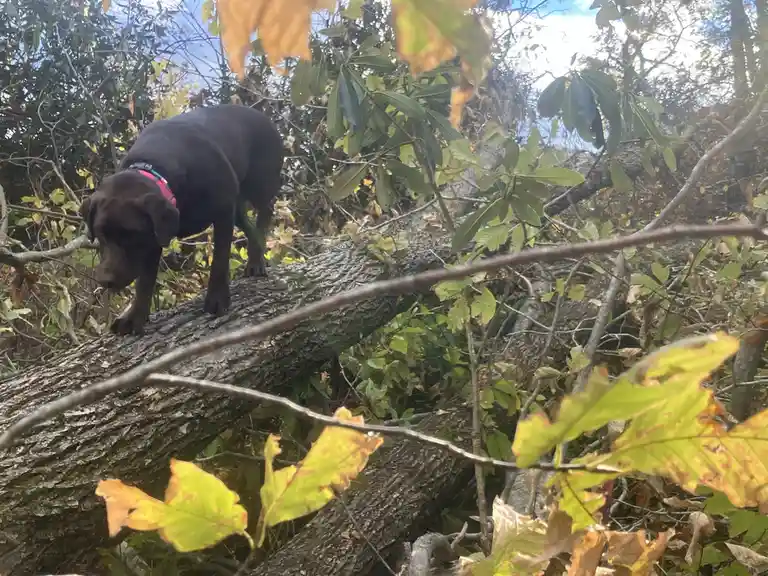 Celebrating Cake Day with a Dog Tax