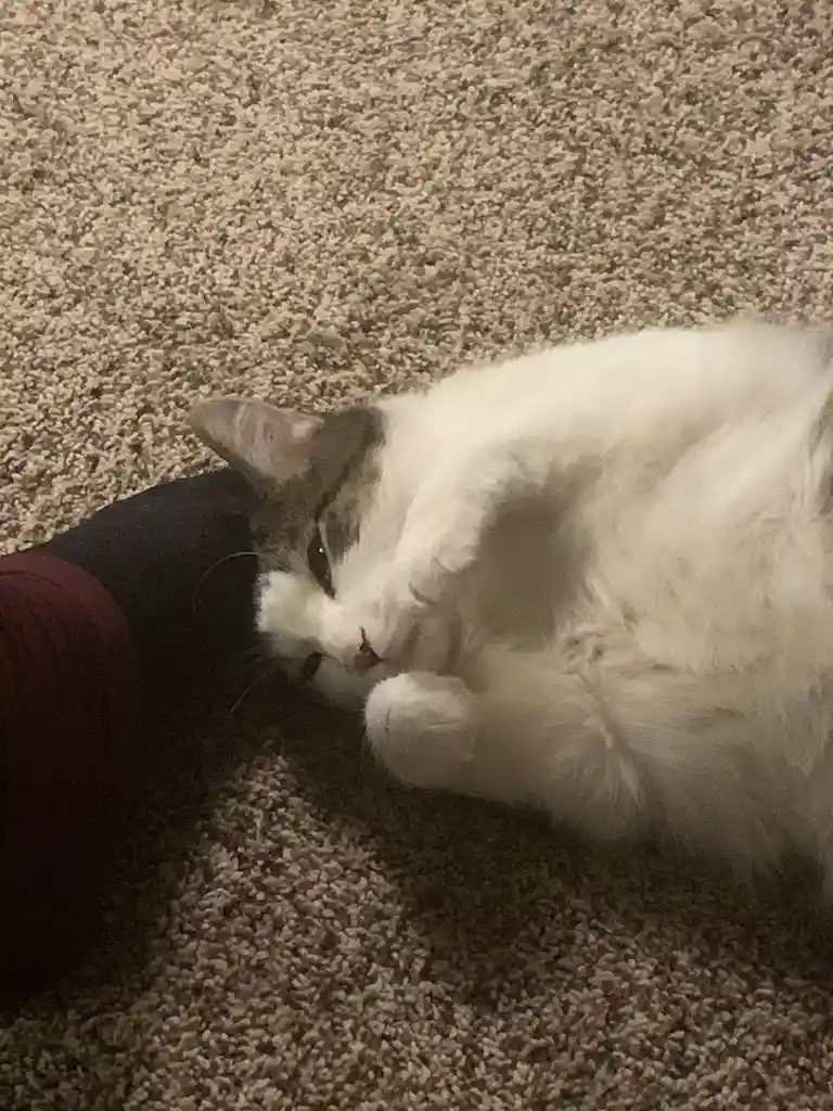 A fluffy white and gray cat is lying on a beige carpet, resting its head on a dark-colored object, possibly a person's leg…