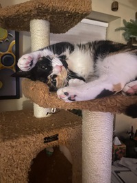 A black and white cat is lying on its back on a brown cat tree, paws in the air, appearing very relaxed. The text overlaid…