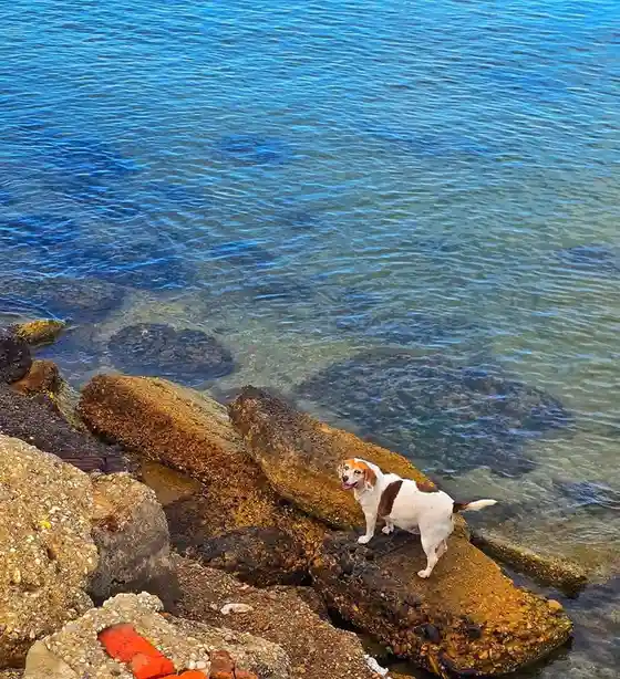 A small white and brown dog stands on a large, mossy rock at a shoreline, looking out over clear blue water. The dog appears…