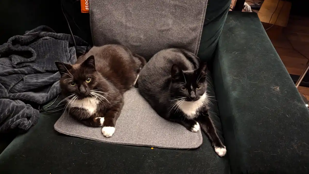 The Ongoing Rivalry: My Cats Can't Stand Each Other