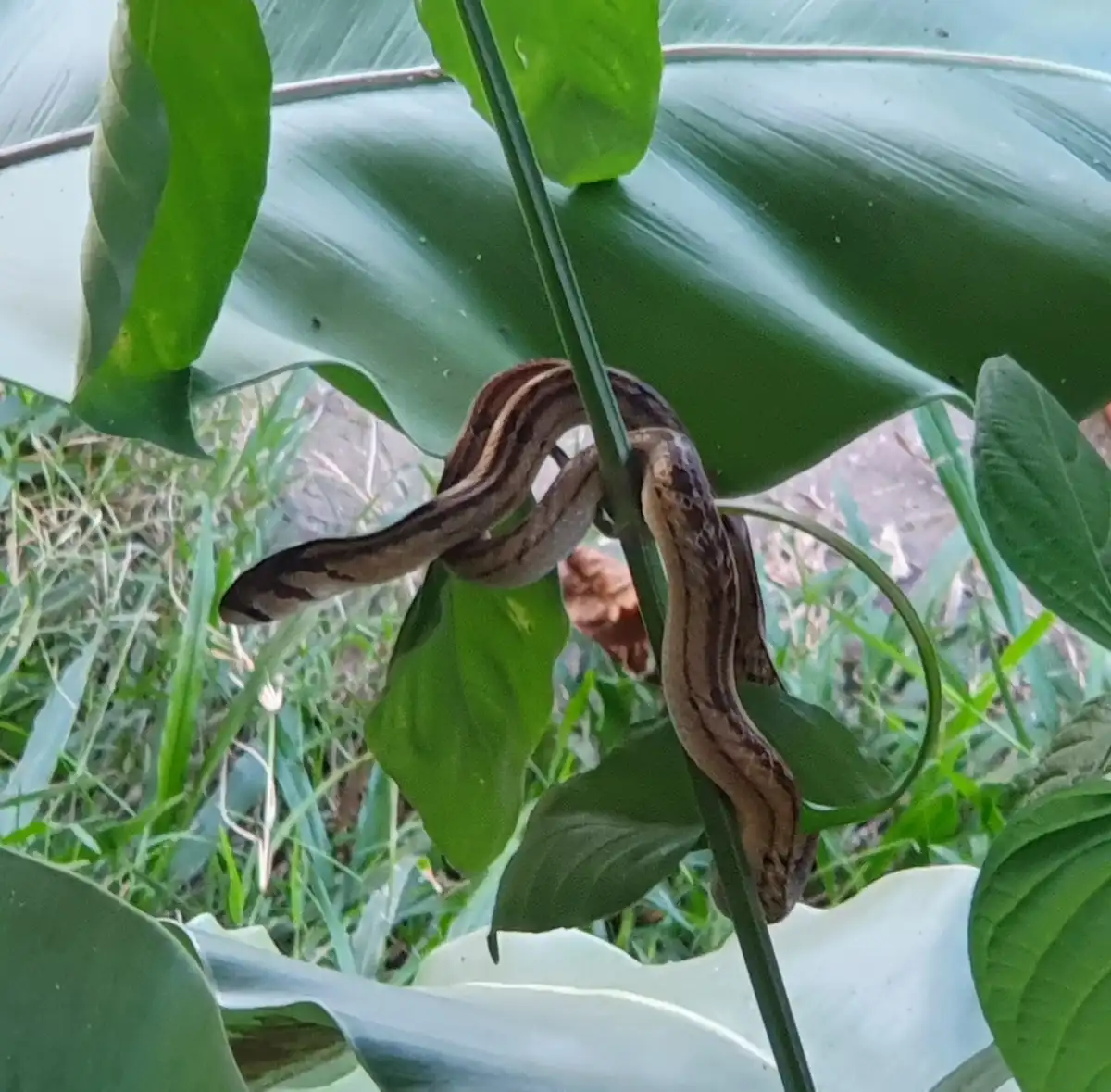 Unexpected Visitor: A Snake in My Garden