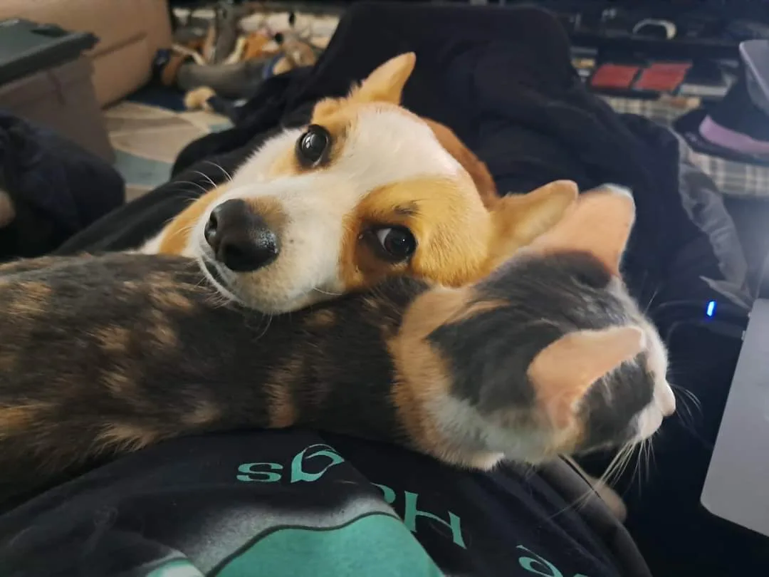 A corgi dog is lying on a person's chest, its head resting on the back of a calico cat that is also lying on the person. The…