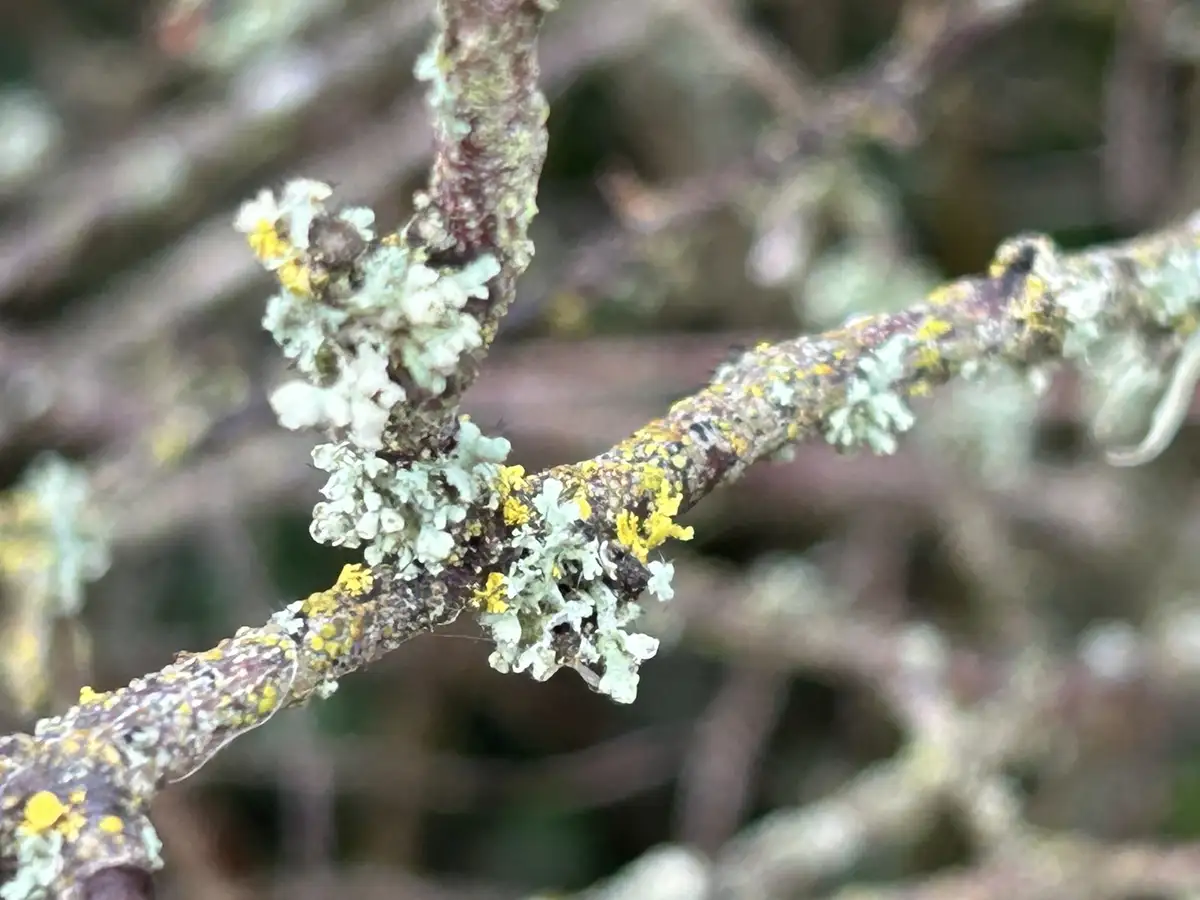 Stunning Close-ups of Nature's Beauty