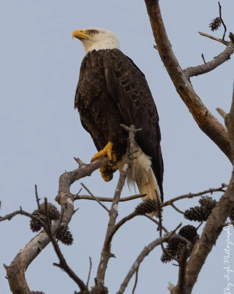 A bald eagle perched on a bare tree branch with pinecones, looking alert against a pale sky. The image has text overlaid…
