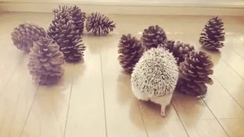 Go Team Pinecone! Let's Push Through Together!