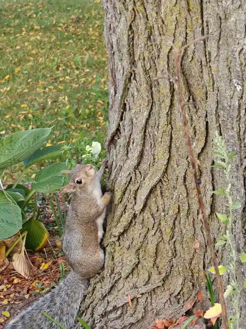 A gray squirrel is clinging to the rough bark of a large tree trunk, looking upward with its head tilted. The background…