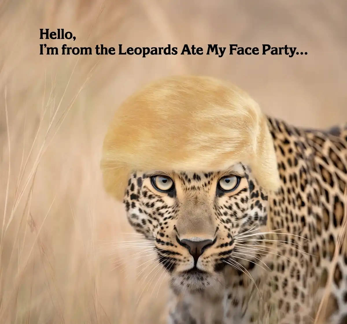 A close-up image of a leopard in a field of dry grass, digitally edited to wear a blonde, bowl-cut wig. The text overlay…